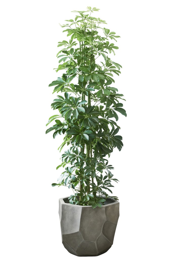 観葉植物 通販 ホンコンカポック 10号鉢 リッジ鉢カバー付 観葉植物 本物