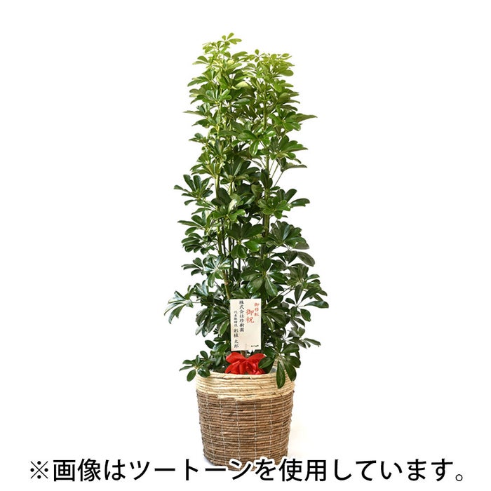 観葉植物 通販 ホンコンカポック 10号鉢 リッジ鉢カバー付 観葉植物 本物