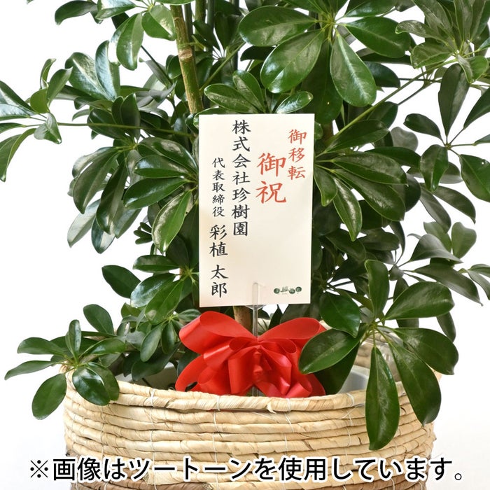 観葉植物 通販 ホンコンカポック 10号鉢 リッジ鉢カバー付 観葉植物 本物