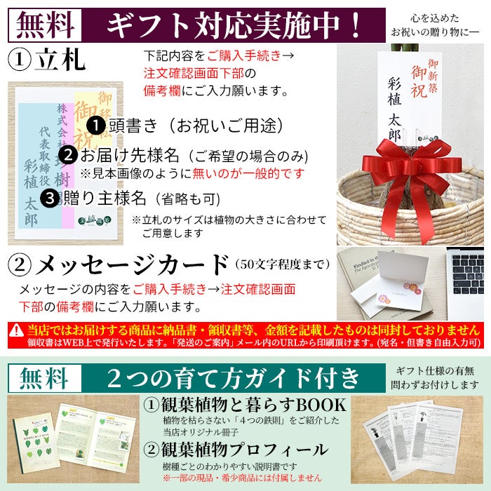観葉植物 通販 ホンコンカポック 10号鉢 リッジ鉢カバー付 観葉植物 本物