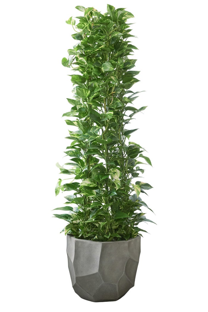 観葉植物 通販 ポトス・タワー仕立て 10号鉢 リッジ鉢カバー付 観葉植物 本物