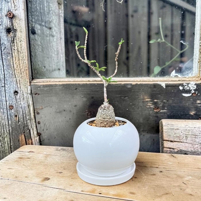 観葉植物 塊根植物 本物 【1点もの】☆現品販売☆ 新品 フォッケア