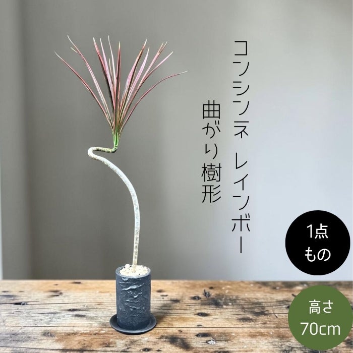 観葉植物現品販売