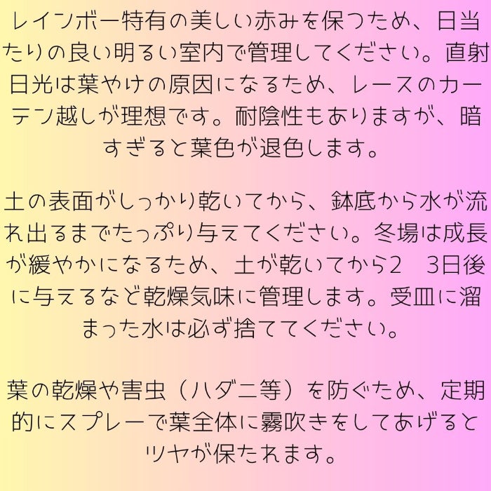 観葉植物現品販売
