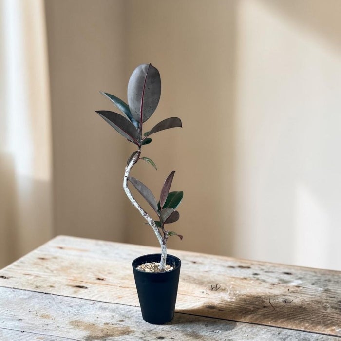 観葉植物現品販売