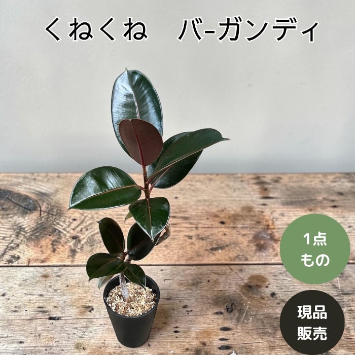 観葉植物現品販売