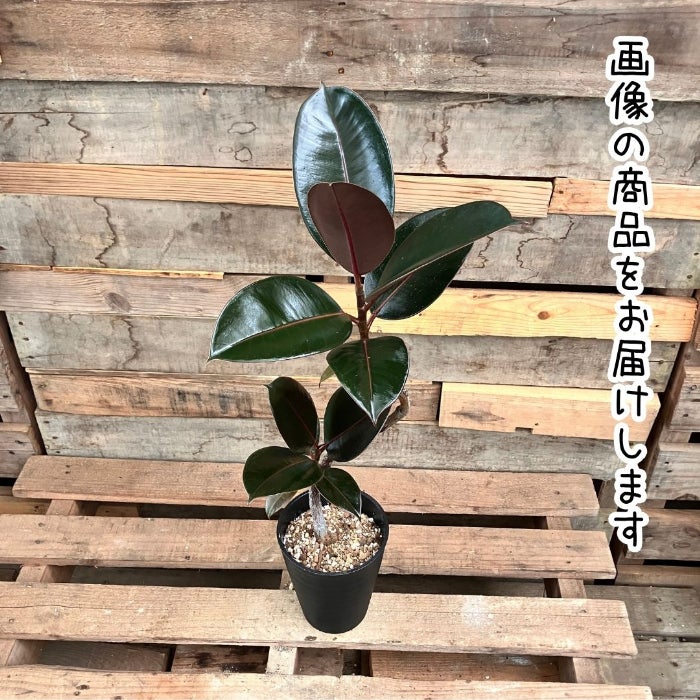 観葉植物現品販売