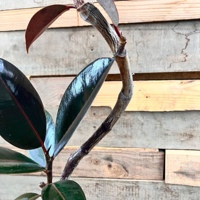 観葉植物現品販売