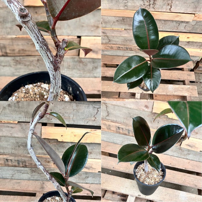 観葉植物現品販売