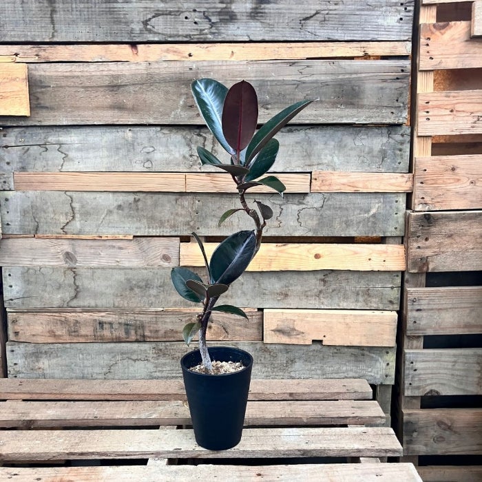 観葉植物現品販売