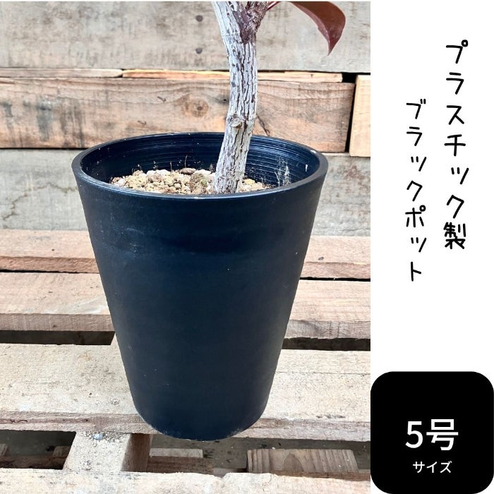 観葉植物現品販売