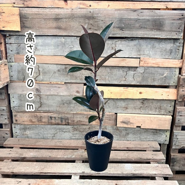 観葉植物現品販売