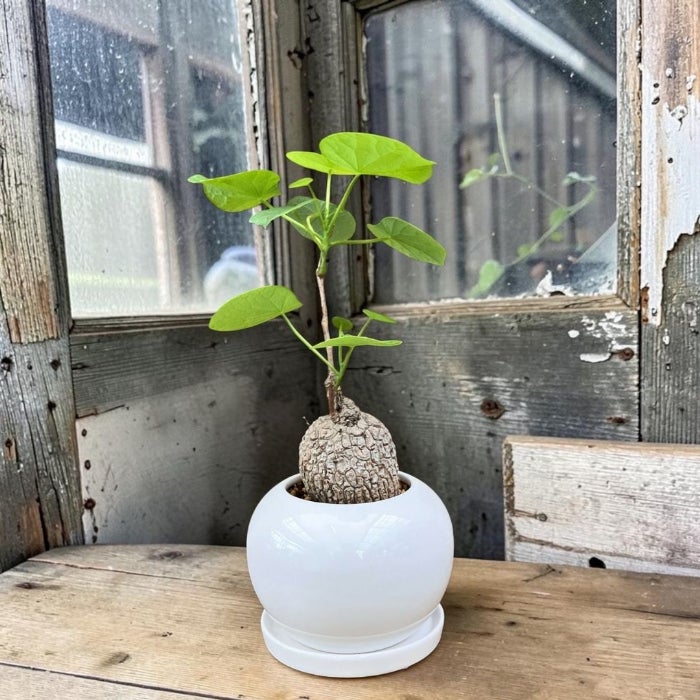 観葉植物現品販売