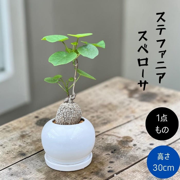 観葉植物現品販売