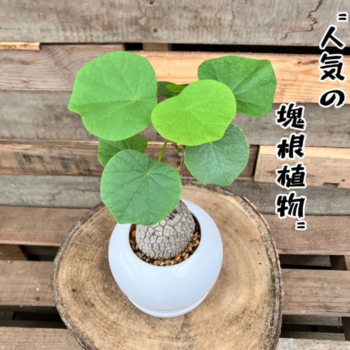 観葉植物現品販売