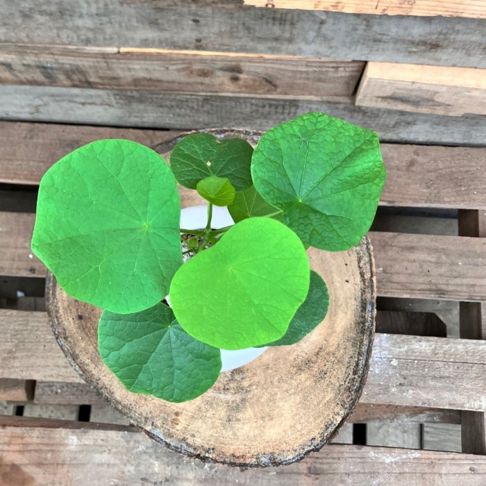 観葉植物現品販売