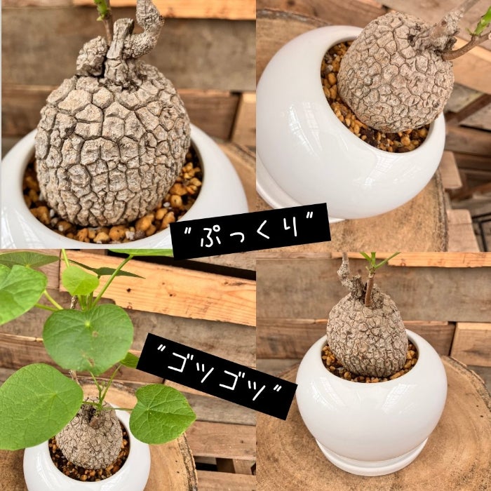 観葉植物現品販売
