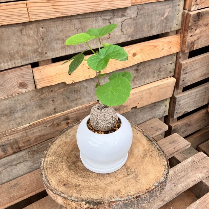 観葉植物現品販売