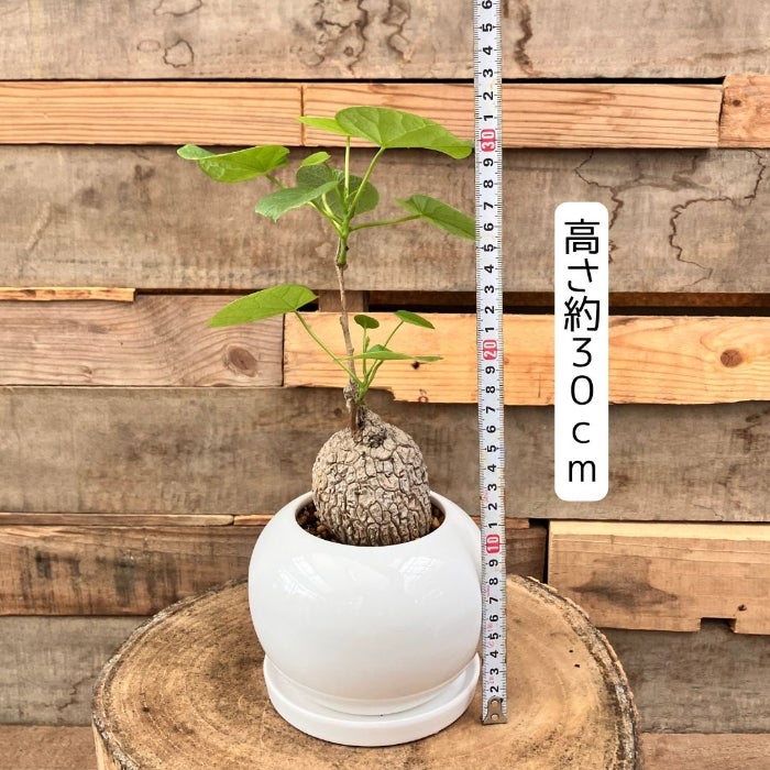 観葉植物現品販売