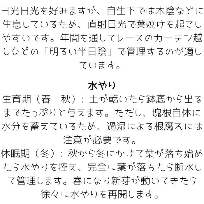 観葉植物現品販売