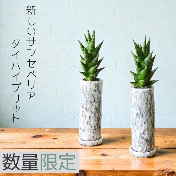 観葉植物現品販売