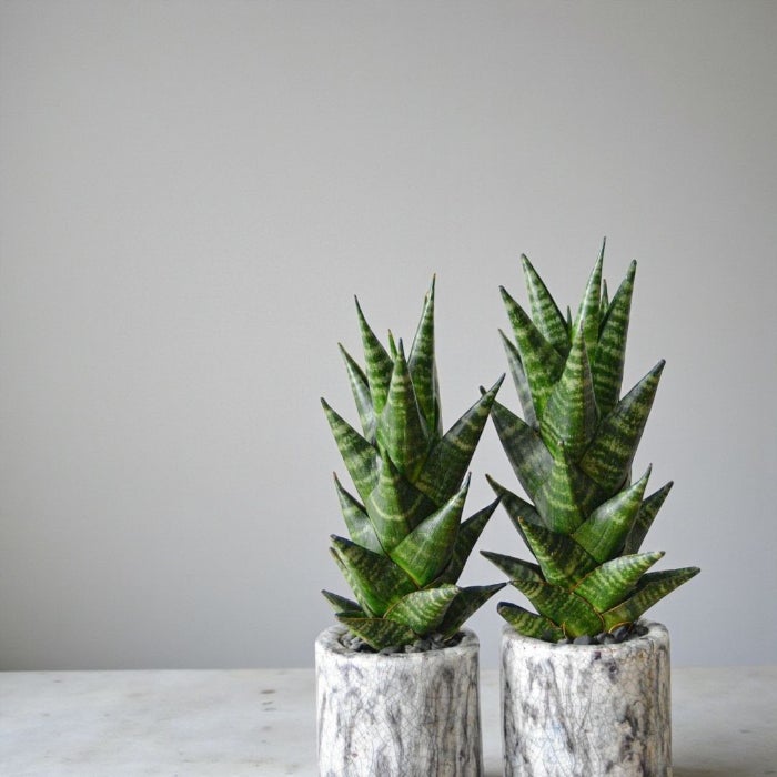 観葉植物現品販売