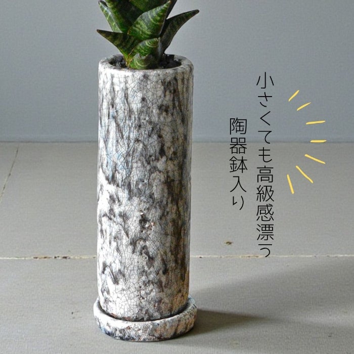 観葉植物現品販売