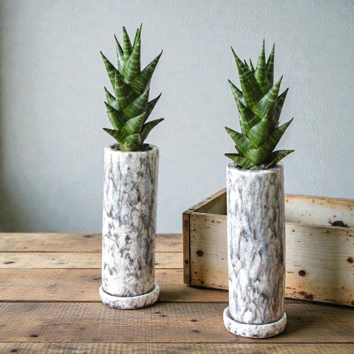 観葉植物現品販売