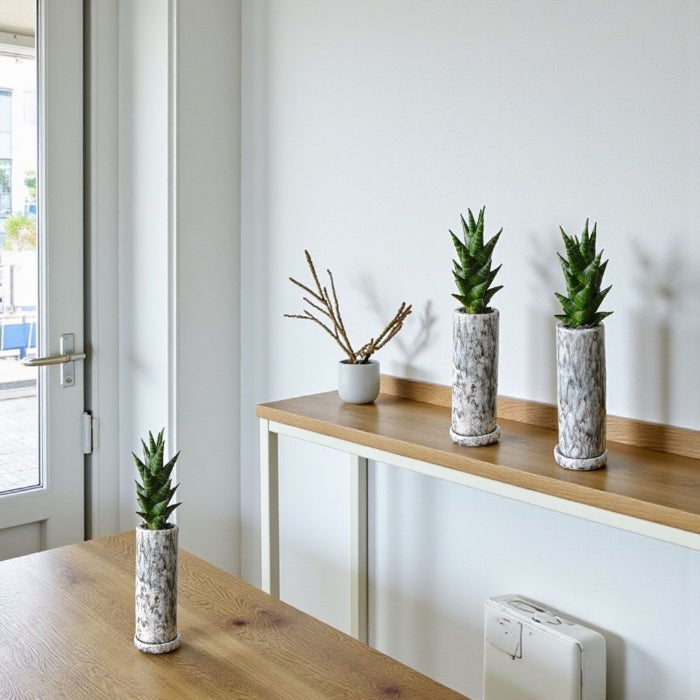観葉植物現品販売