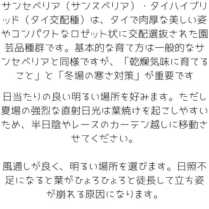 観葉植物現品販売