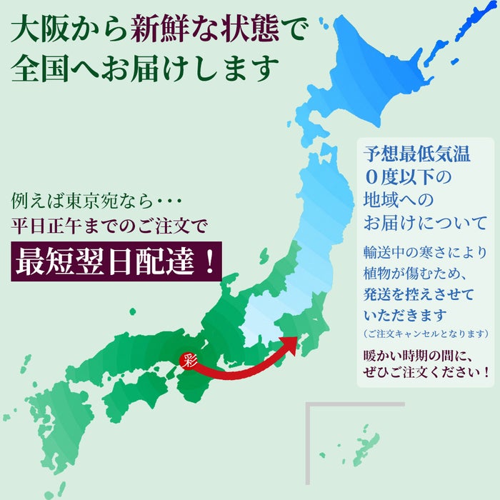 観葉植物現品販売