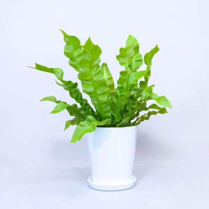 観葉植物現品販売