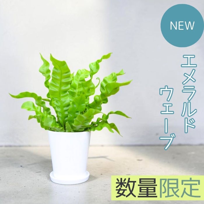 観葉植物現品販売