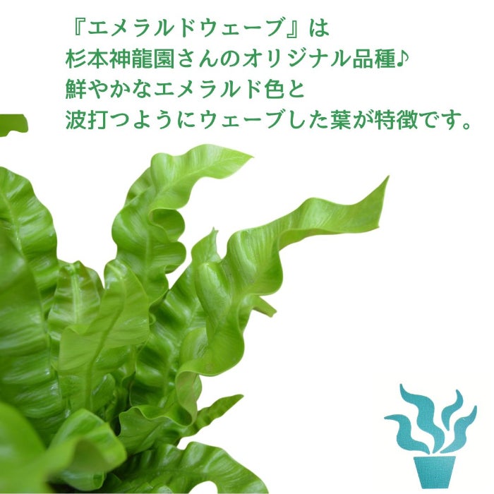 観葉植物現品販売