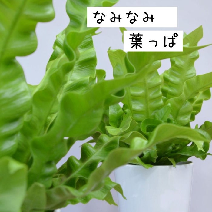 観葉植物現品販売