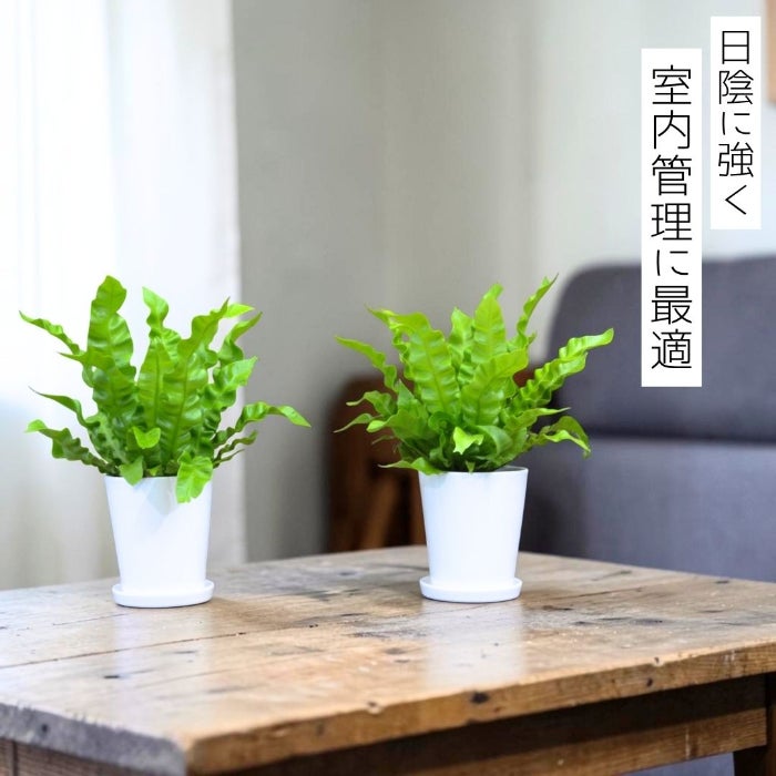 観葉植物現品販売