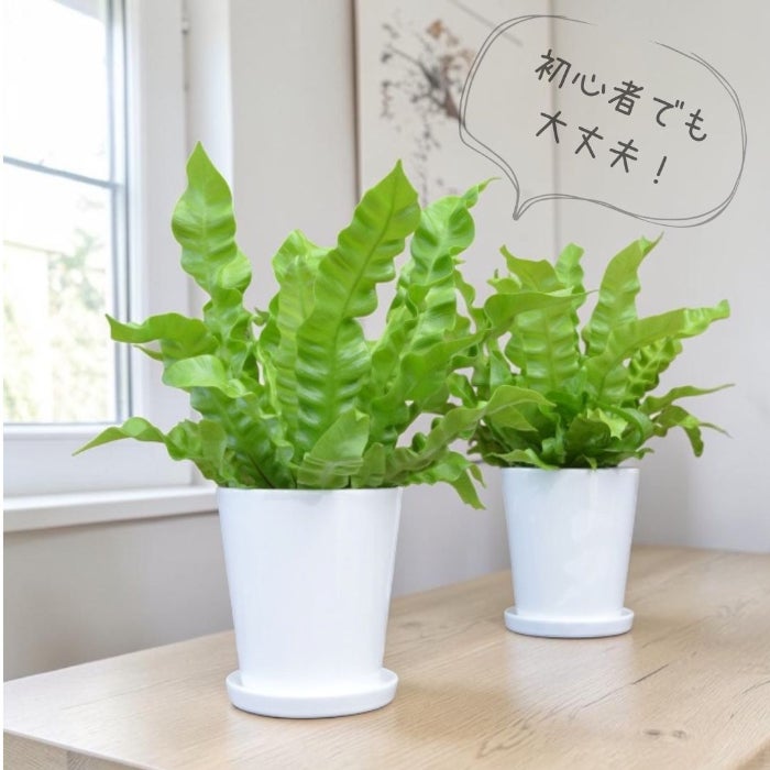 観葉植物現品販売