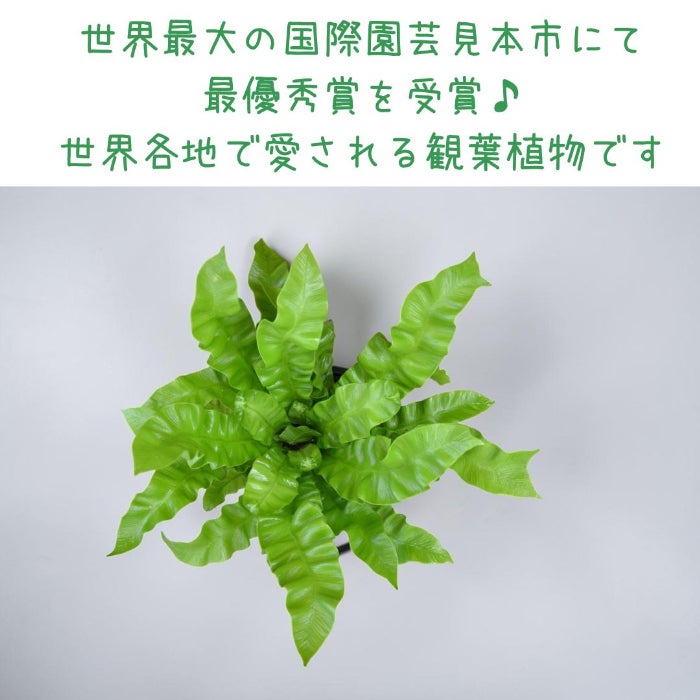 観葉植物現品販売