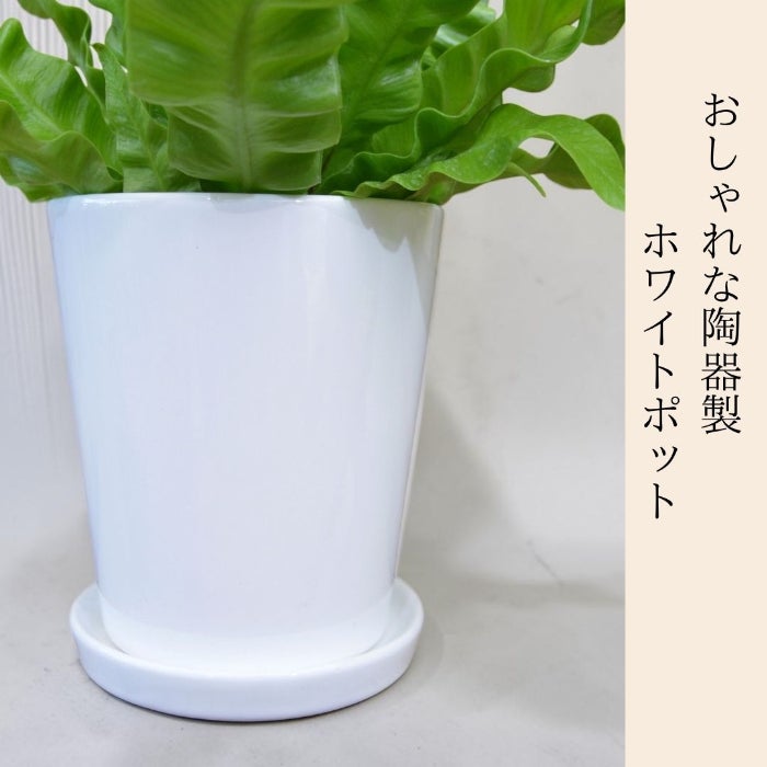 観葉植物現品販売