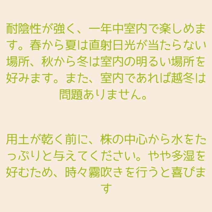 観葉植物現品販売