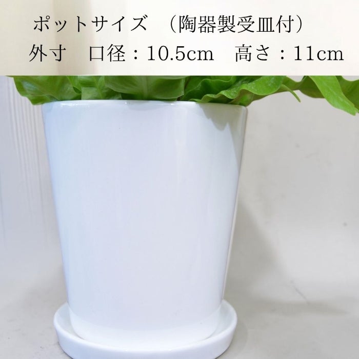観葉植物現品販売