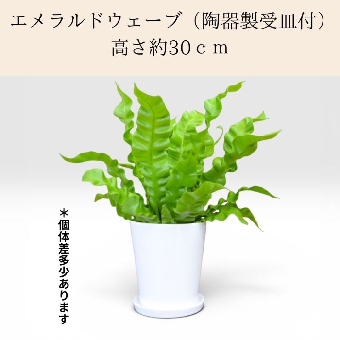 観葉植物現品販売