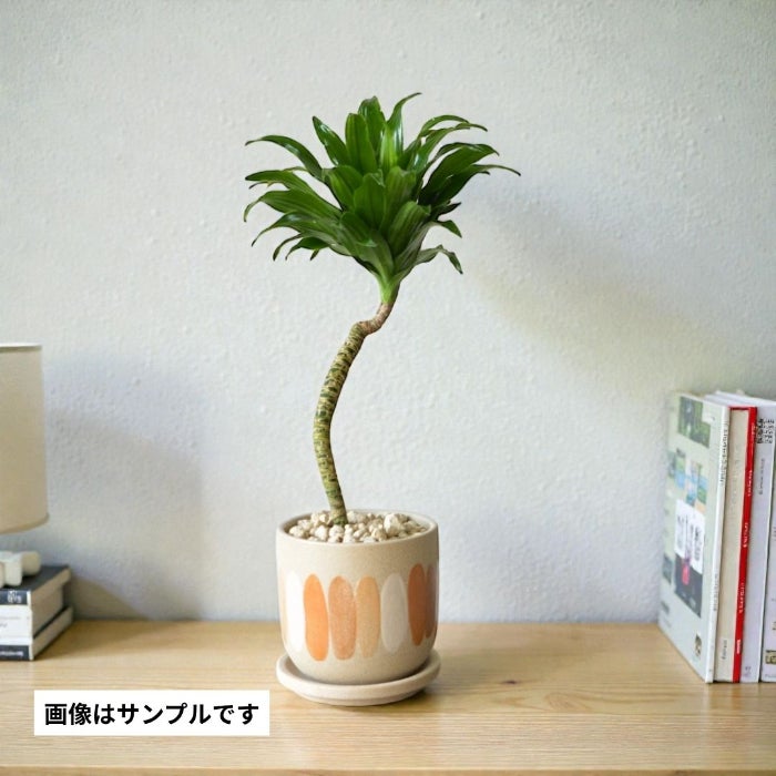 観葉植物現品販売
