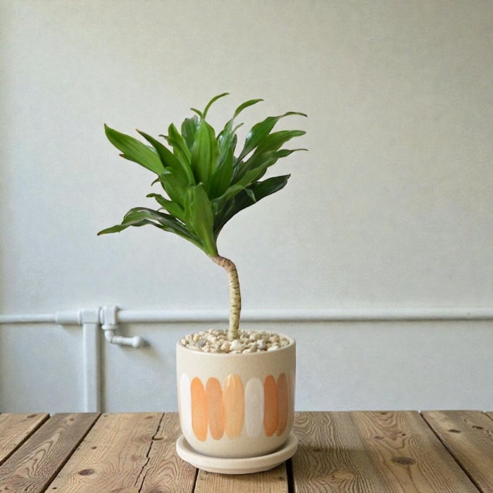 観葉植物現品販売