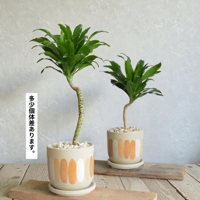 観葉植物現品販売