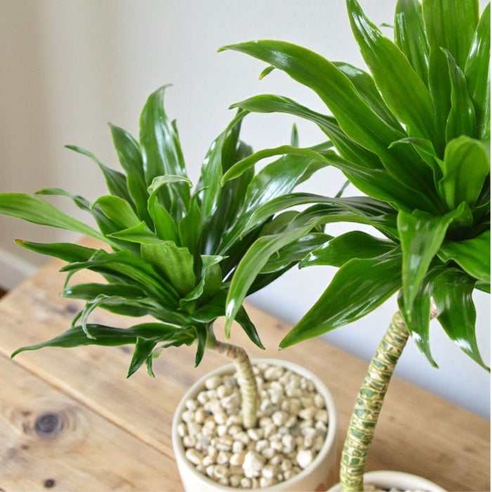 観葉植物現品販売