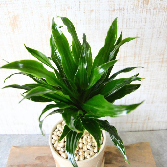 観葉植物現品販売