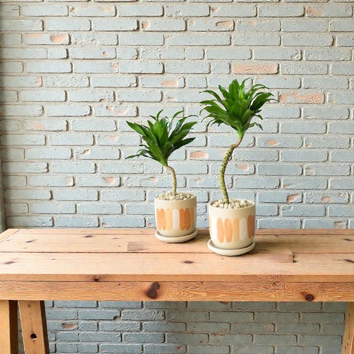 観葉植物現品販売