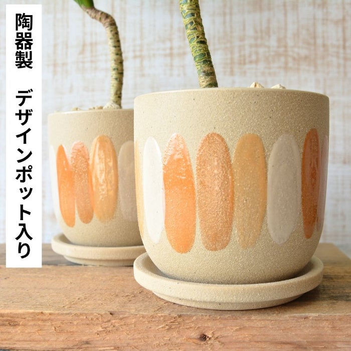 観葉植物現品販売