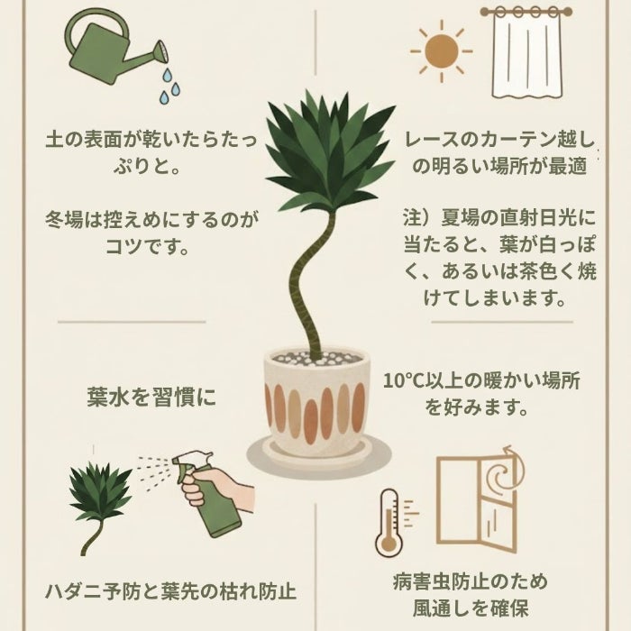 観葉植物現品販売